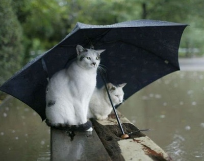 На Буковині прийдуть дощі: прогноз погоди на 3 квітня