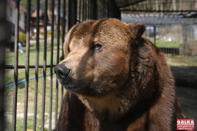 Ведмедя Юру, який 14 років жив у вольєрі на території готелю, забрали до реабілітаційного центру
