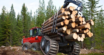 За рік лісгоспи Закарпаття продали через прозорі аукціони деревини на майже 400 млн грн