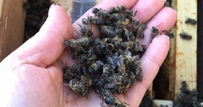 Бджолиний скандал на Закарпатті: "Укрпошта" припинить перевезення комах