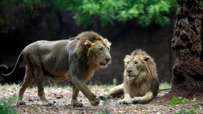 У двох левів виявили коронавірус: чи можуть тварини заразити людей