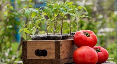 Які температури здатні витримати помідори на ділянці