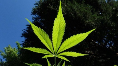 Полів конопель і сигарет з марихуаною при легалізації канабісу не буде – нардеп