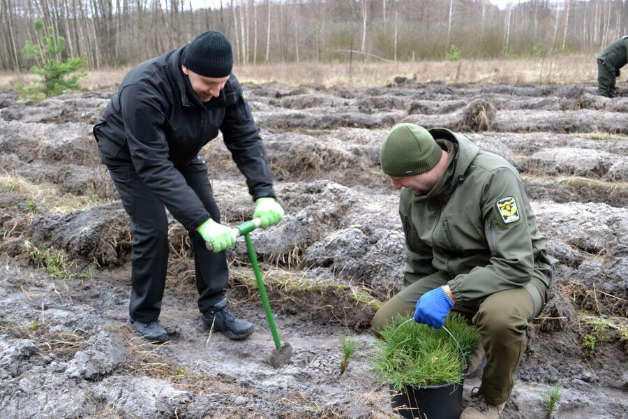 На Харківщині висаджують нові дерева за президентською програмою «Зелена країна»