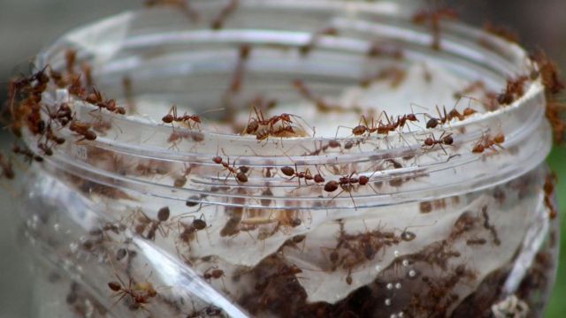 Руді мурахи в квартирі як від них позбутися