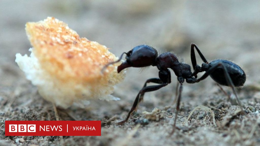 Звідки приходять руді мурахи