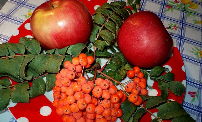 Горобина і яблуко – комора вітамінів
