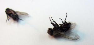 Народні засоби проти мух
