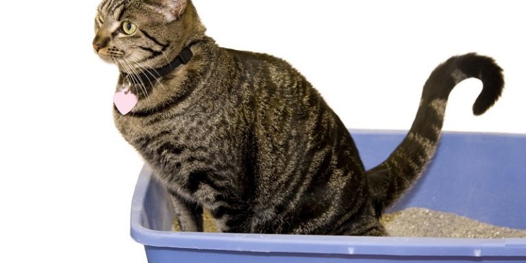 Причини проносу блювоти і розладу шлунка у кішки