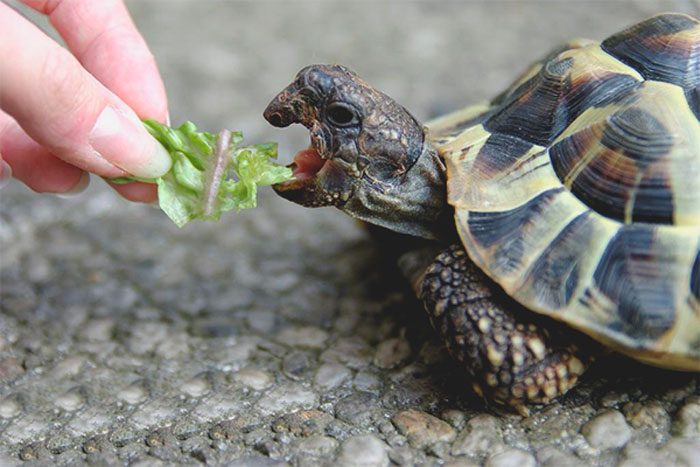 Чому черепаха відмовляється від їжі
