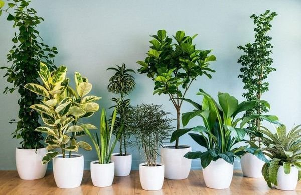 Вибираємо невибагливі рослини для дому і офісу