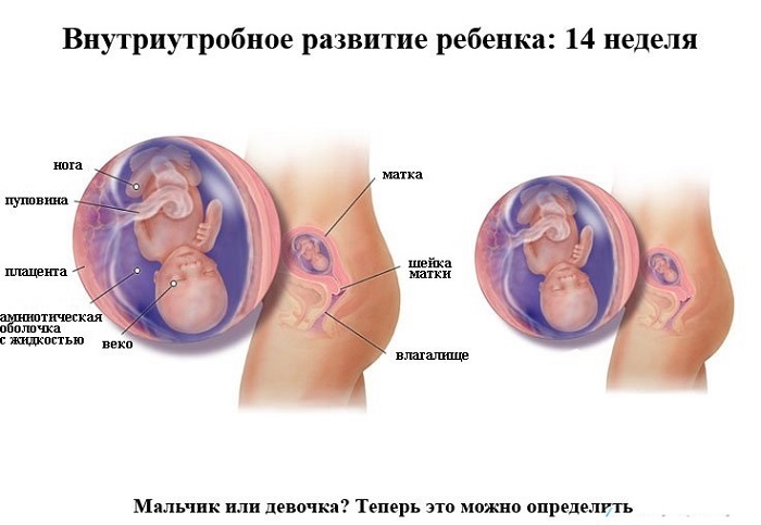 Що означають болі внизу живота при вагітності