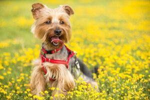 Як проявляється алергія на собак і як з нею впоратися