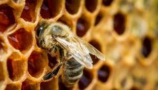 Як вживати і зберігати мед у сотах