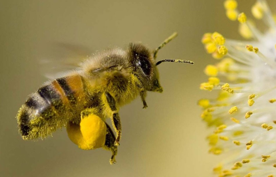 Кому шкідливий бджолиний пилок