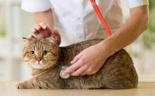 Як лікувати кішку якщо на ній оселилися воші