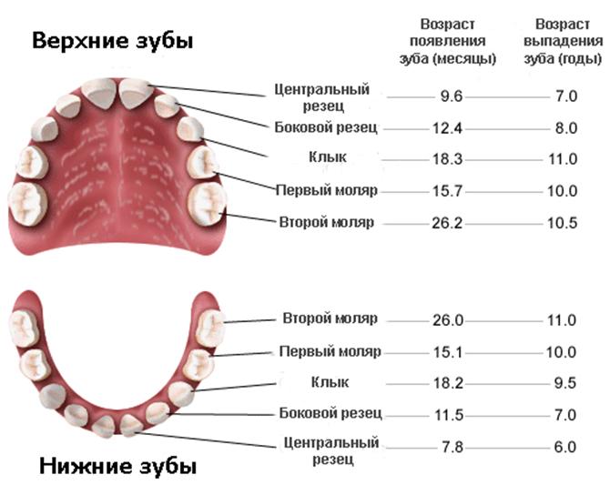 В якому порядку прорізаються зубки у малюків