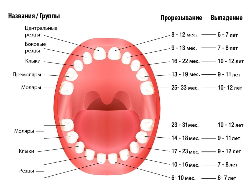 Порядок прорізування первинних зубів
