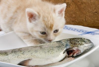 Яке харчування краще для маленького кошеня