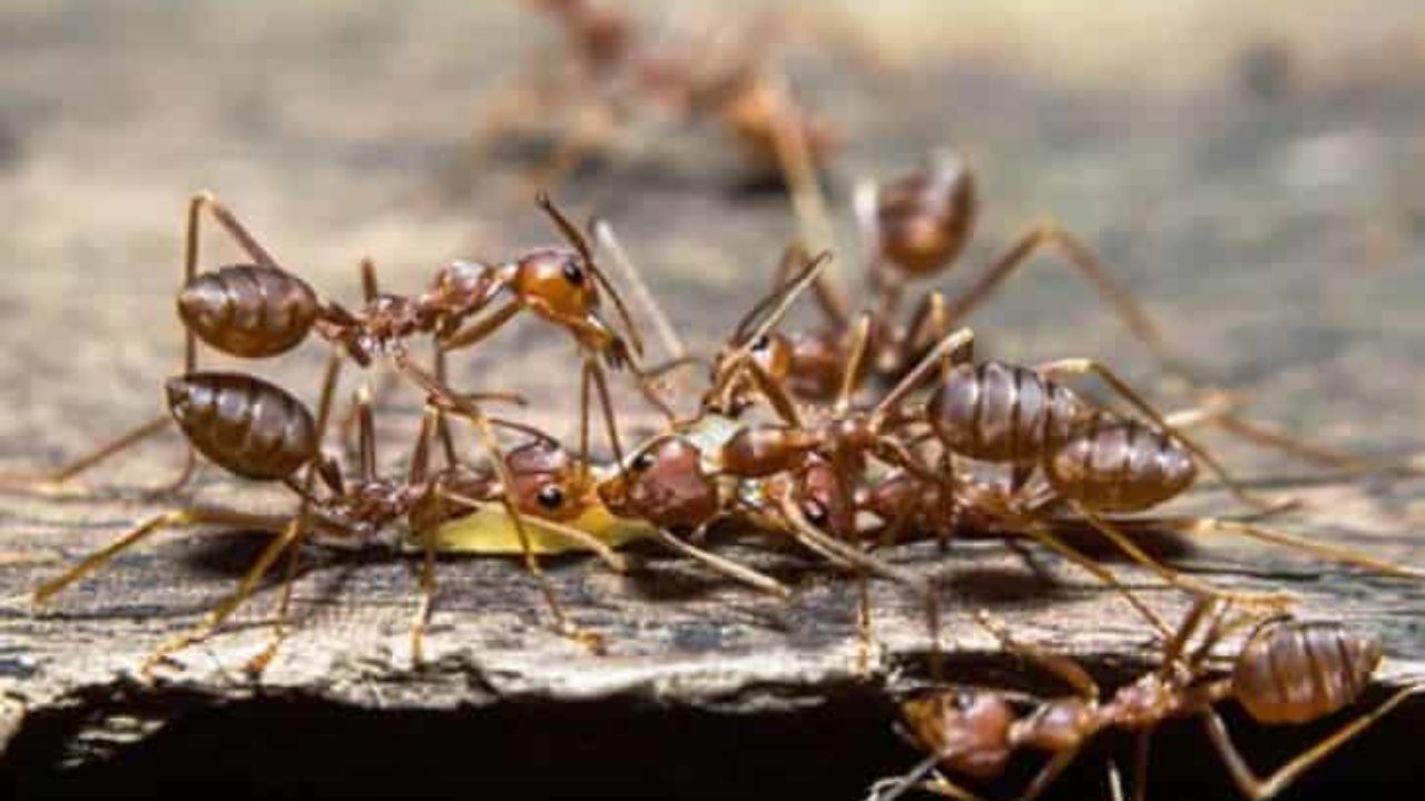 Як прогнати мурах і відвоювати своє житло