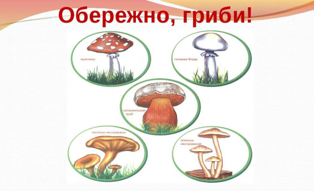 Що потрібно знати вагітним з приводу грибів