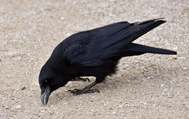 До чого сниться багато вороних чорних птахів