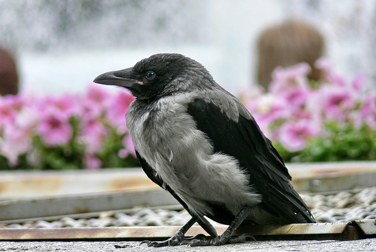 До чого сниться багато чорних птахів погане значення