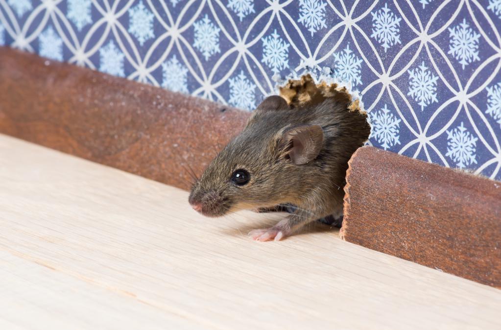 Бій з мишами польовими народними засобами