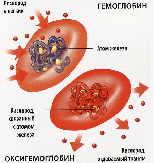 Застосування препаратів підвищують гемоглобін