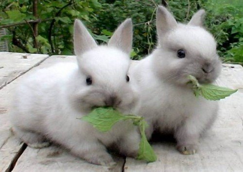 Догляд за звичайними кроликами