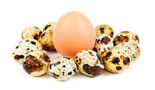 Чим корисні перепелині яйця