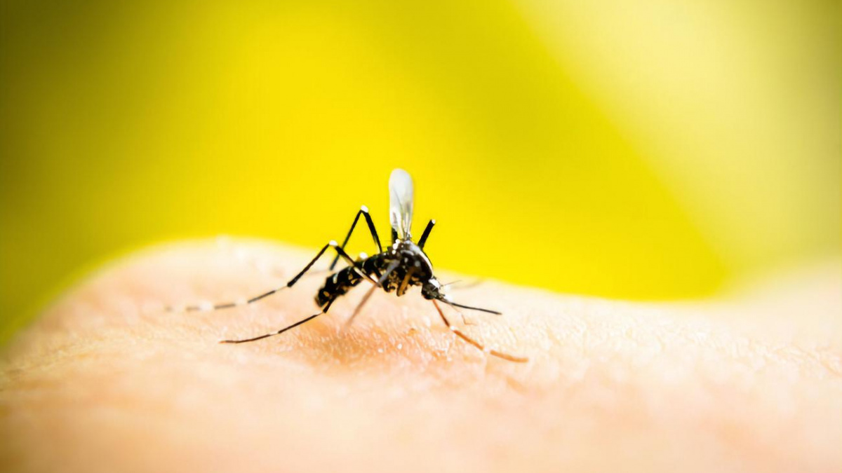 Народні захисні методи від комарів