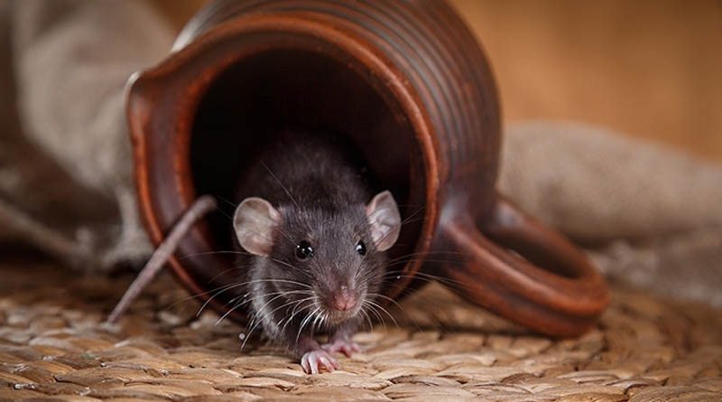 Як зловити мишу в будинку без мишоловки