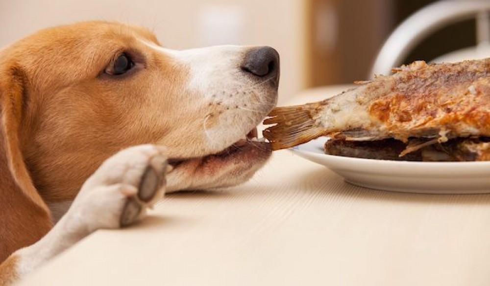 Як правильно годувати собаку