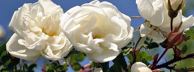Як доглядати і пересаджувати троянду прищеплену на шипшину