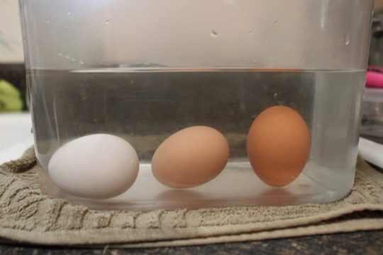 Як перевіряти яйця на свіжість у воді