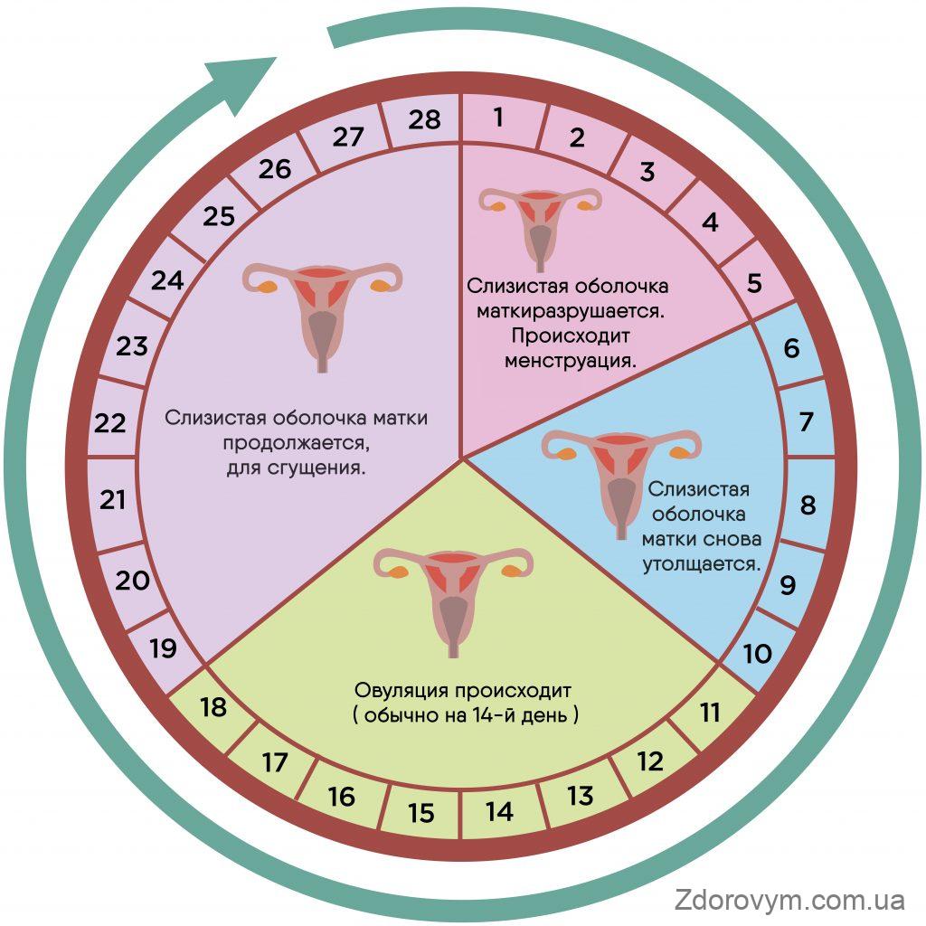 Як правильно вираховувати менструальний цикл