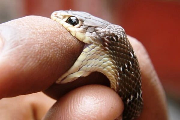 Змія в соннику Нострадамуса