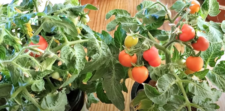 Вирощування помідорів взимку на підвіконні