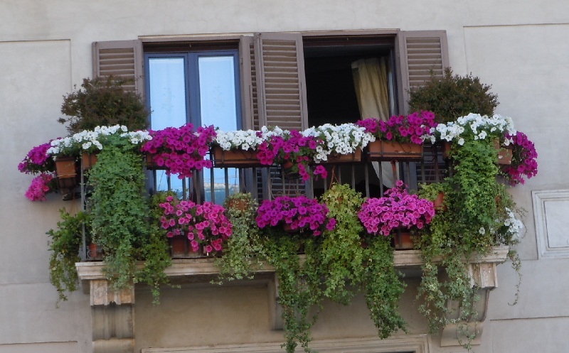 Які квіти можна посадити на балконі